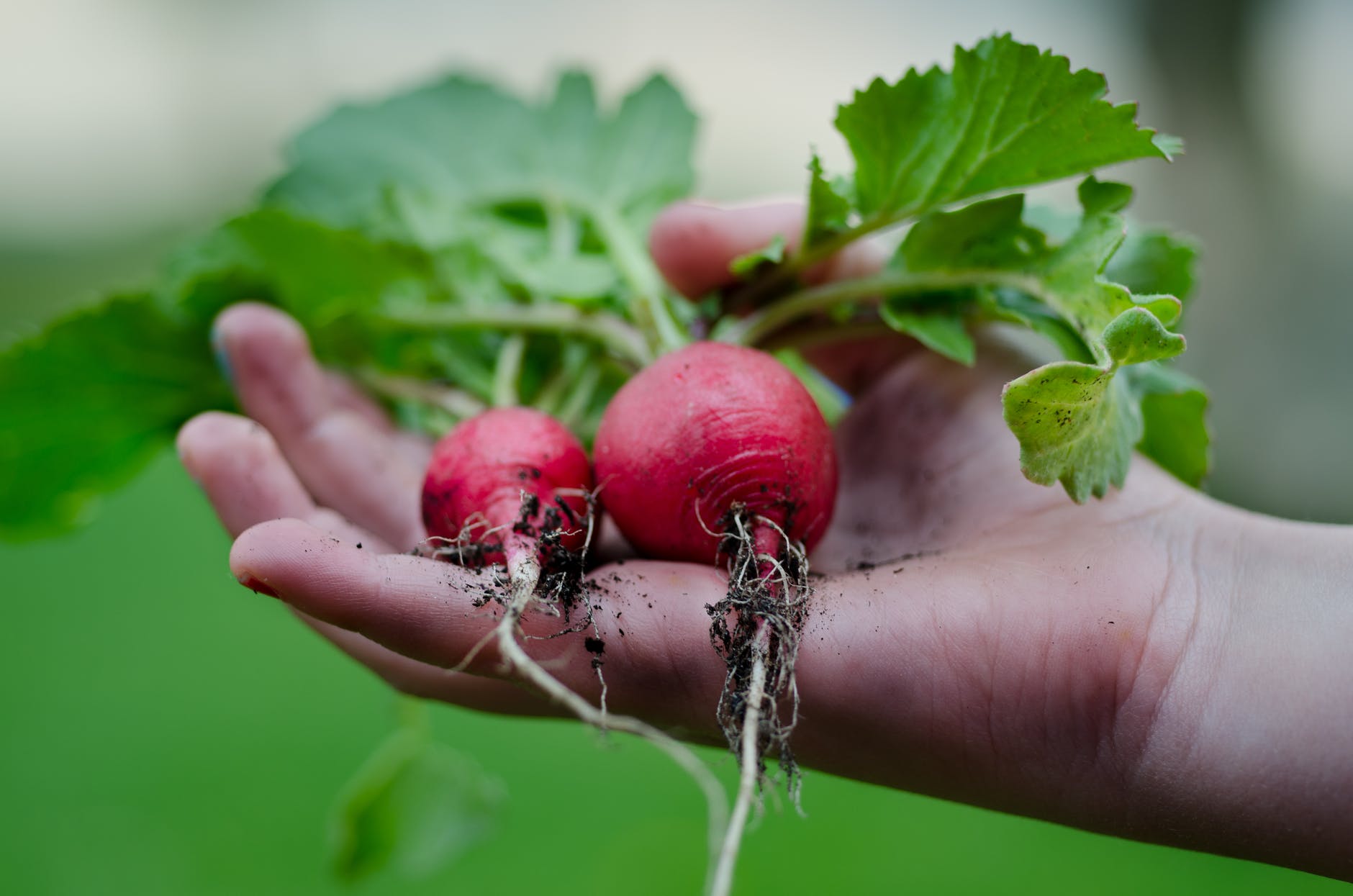 A gardener displays some homegrown radishes