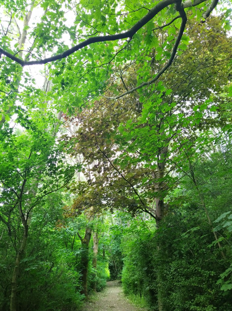 Time in nature is helpful in living with chronic illness