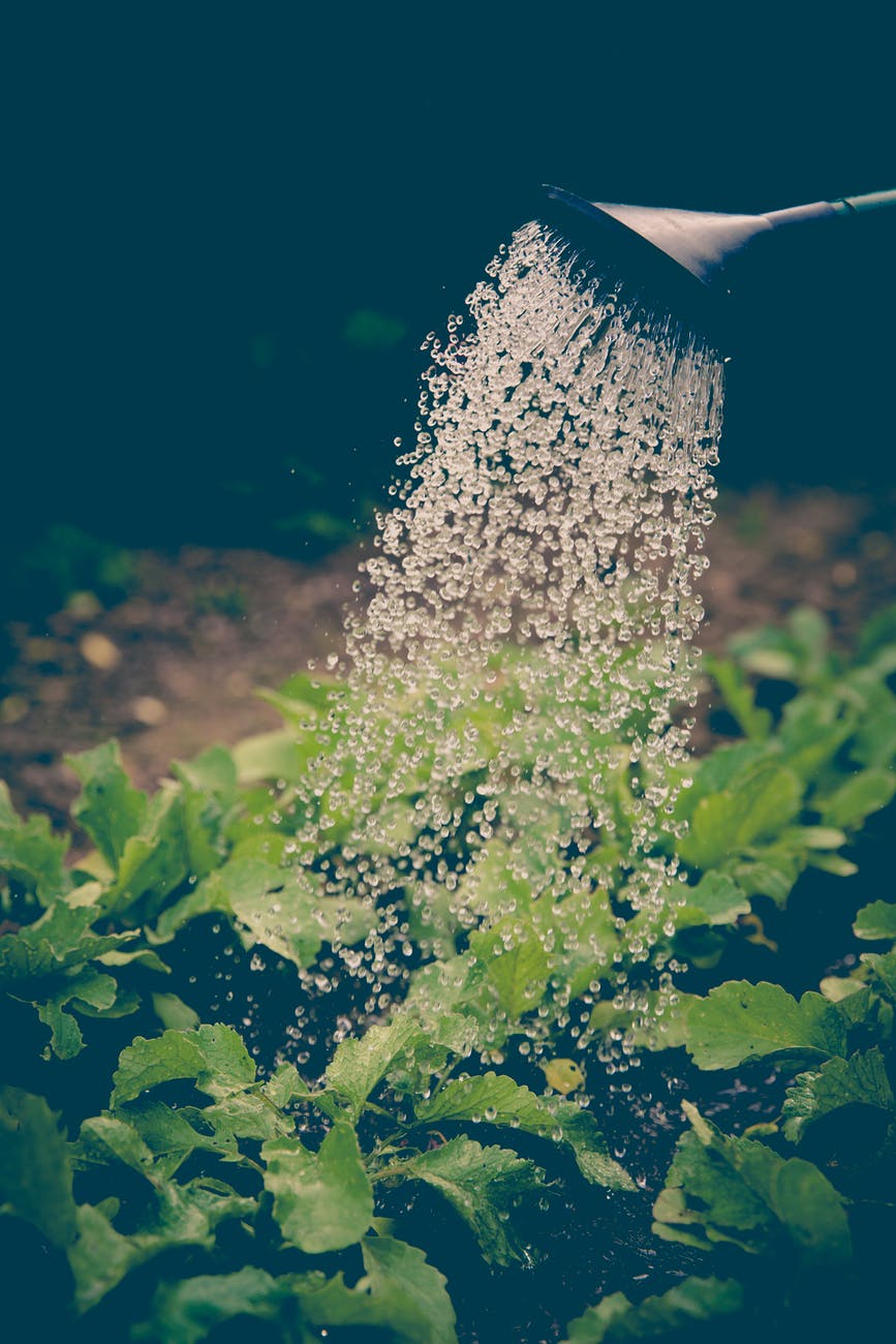 Watering a crop of lettuce by hand