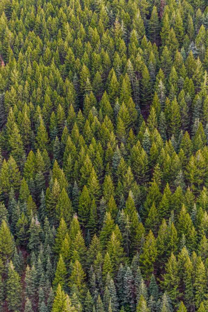 A pine tree forest - time in wooded or forested areas have additional health benefits