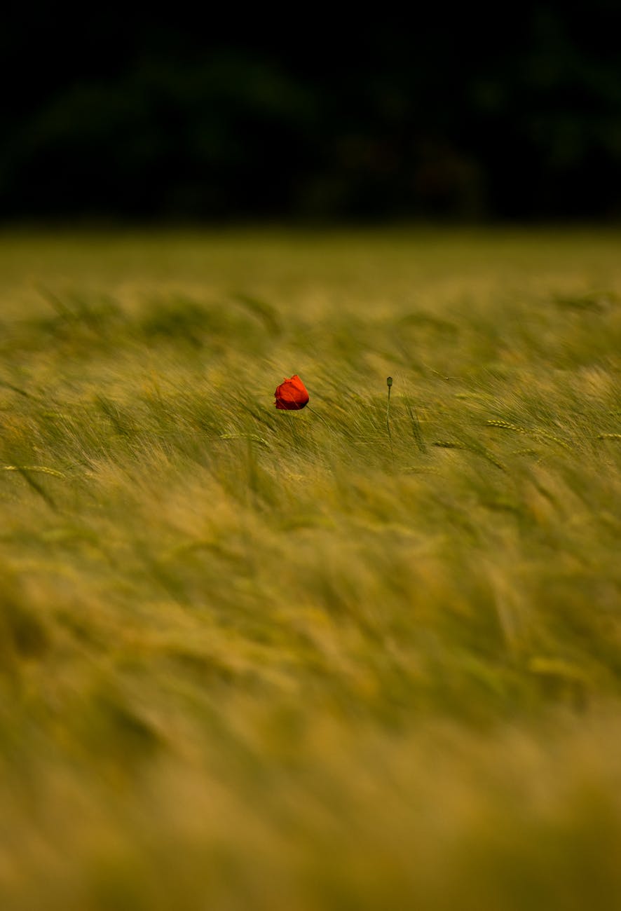 A lone poppy in a wheat field - slowing down and being more mindful can help us spot beautiful images like this.