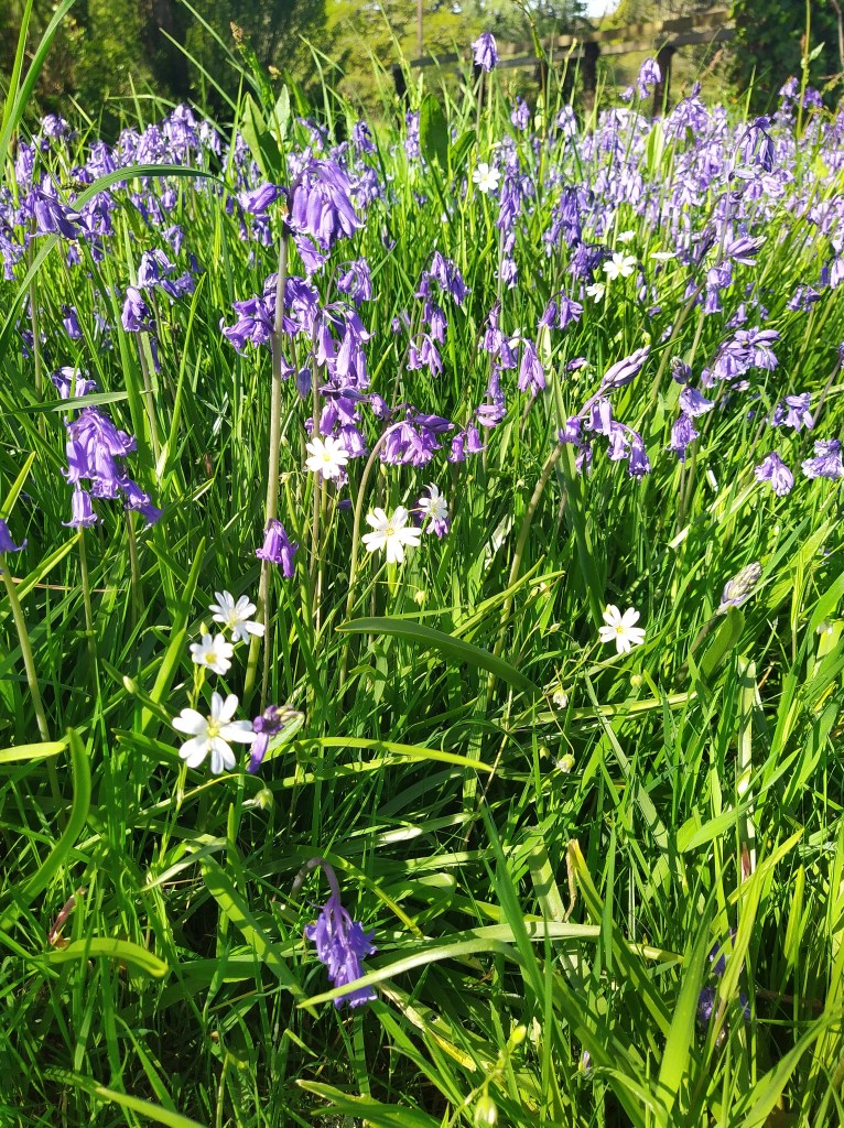 Bluebells and greater stitchwort in Cornwall May 2022