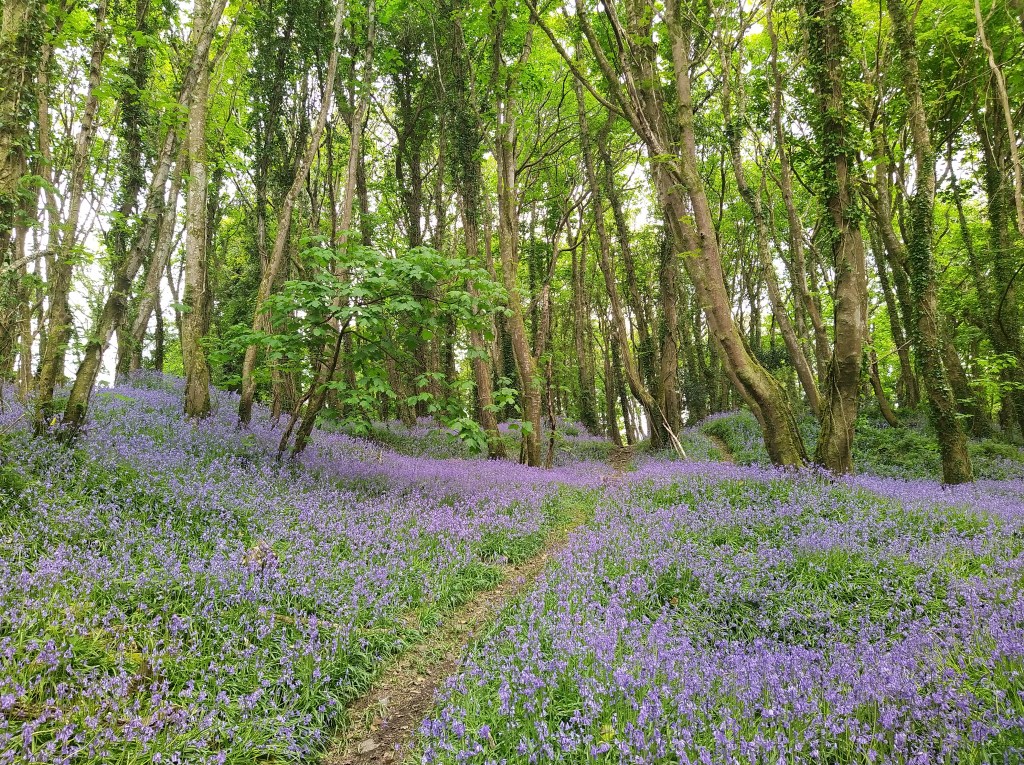 Bluebell woods, Cornwall May 2022