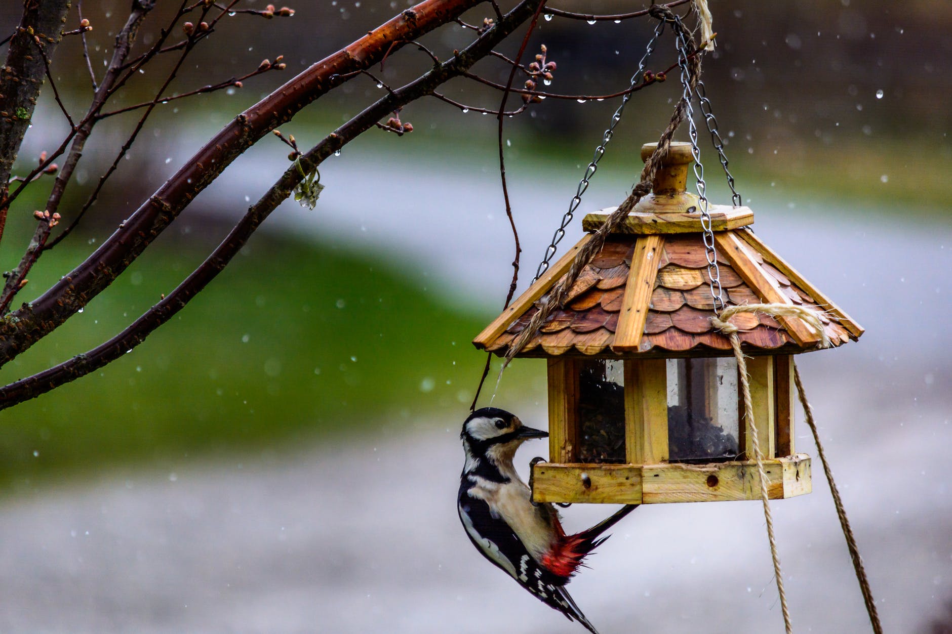 A woodpecker feeds in a garden