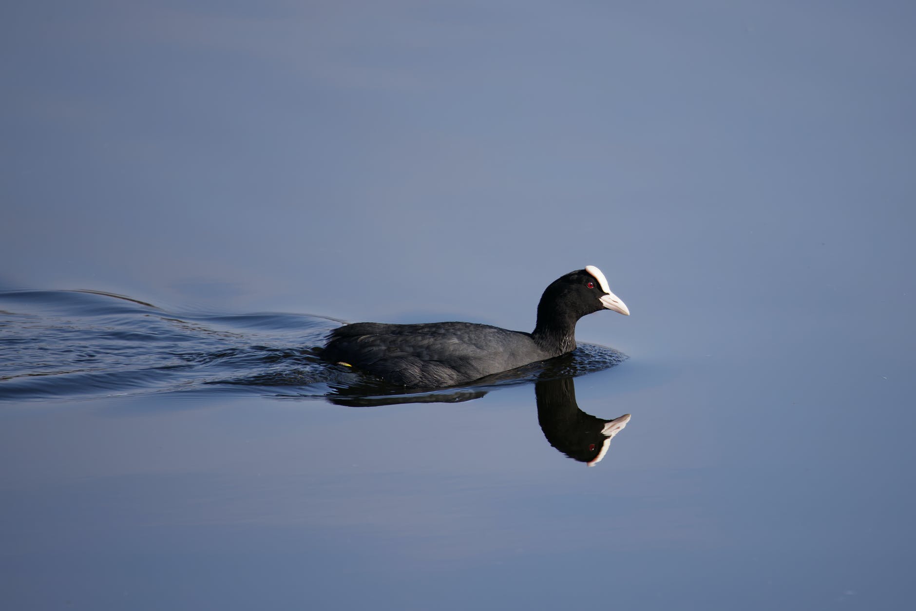 Coots can be seen when open water swimming